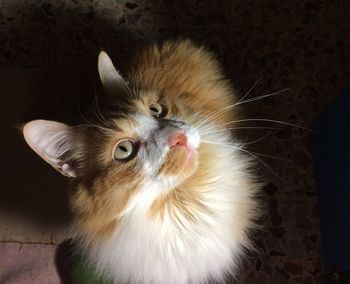 Close-up of cat sitting at home