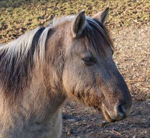 Close-up of a horse on field