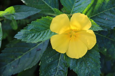 Close-up of yellow flower blooming outdoors