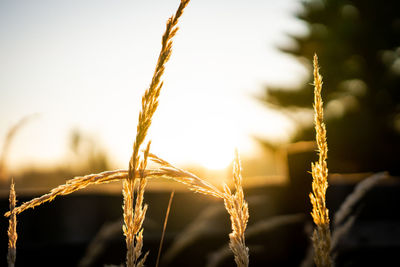 Close-up of stalks against blurred background