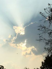 Low angle view of trees against sky