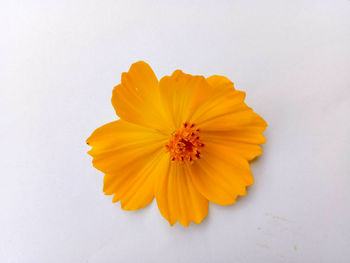 Close-up of yellow flower against white background
