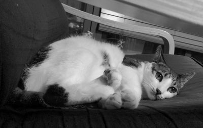 Close-up of cat relaxing on floor