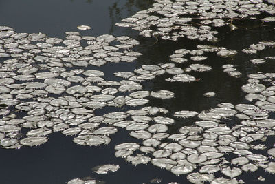 Close-up of water lily in lake