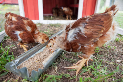 Close-up of chickens eating on field