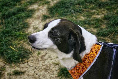 High angle view of dog looking away