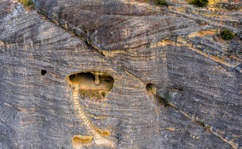 Full frame shot of tree trunk