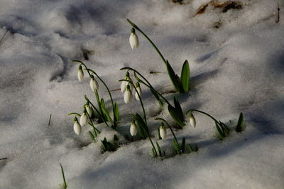 Close-up of snow on plant during winter