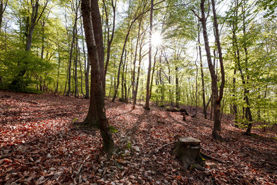 Trees growing in forest during autumn