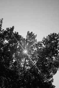 Low angle view of trees against clear sky