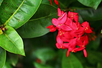 Close-up of red flowers blooming outdoors