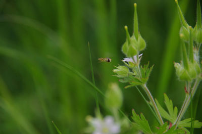 Close-up of insect on flower