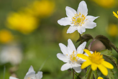 Wood anemone  flowers in bloom in a meadow