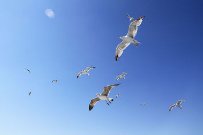 Low angle view of seagulls flying