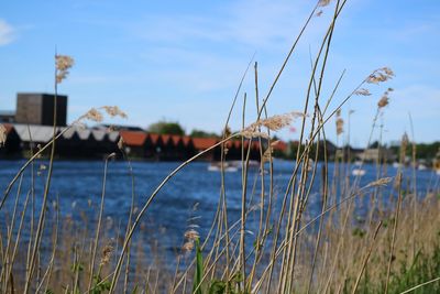 Close-up of grass by lake against sky