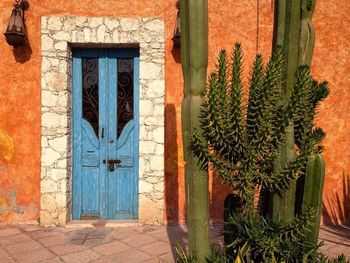 Plants growing on wall