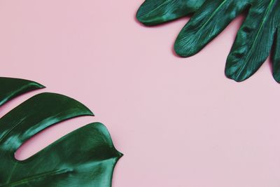 High angle view of plants on pink background