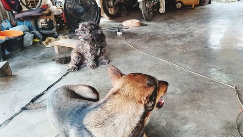 High angle view of a dog