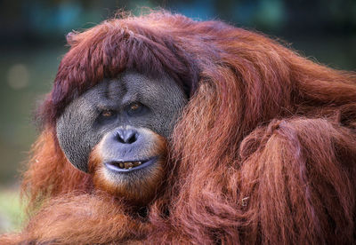 Close-up portrait of a monkey