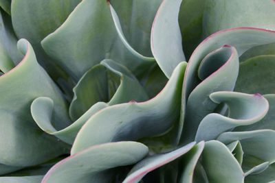 Close-up of succulent plant