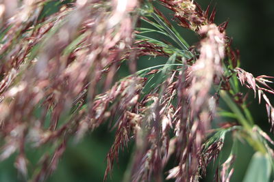 Close-up of crops on field