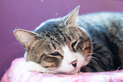 Close-up of cat sleeping
