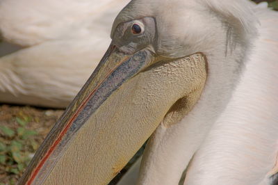 Portrait of a pelican