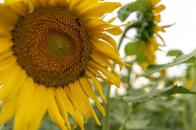 Close-up of sunflower