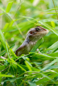 Close-up of a lizard on a land