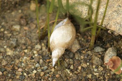 Close-up of snail on the ground