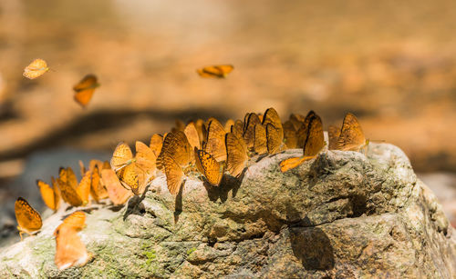 Close-up of butterfly