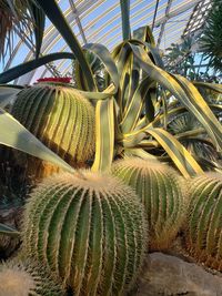 Close-up of succulent plant