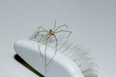 Close-up of spider on toothbrush over gray background