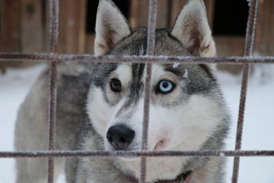 Close-up portrait of a dog