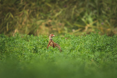 View of a horse on field
