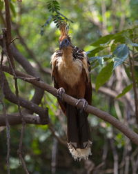 Bird perching on branch