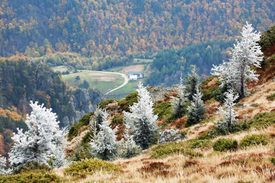 Scenic view of trees covered carpathian mountain range during autumn