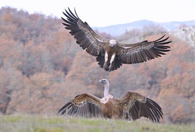 Birds flying over a bird