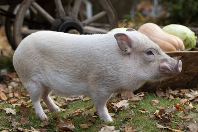 Close-up of pig on field