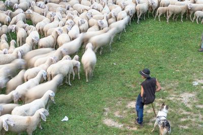 Full length of a sheep in a field