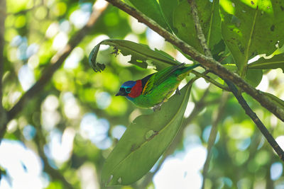 Low angle view of parrot perching on tree