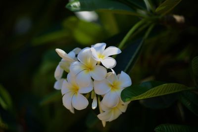 Close-up of white flowering plant