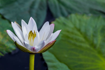 Close-up of water lily blooming outdoors