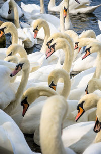 Swans swimming in lake