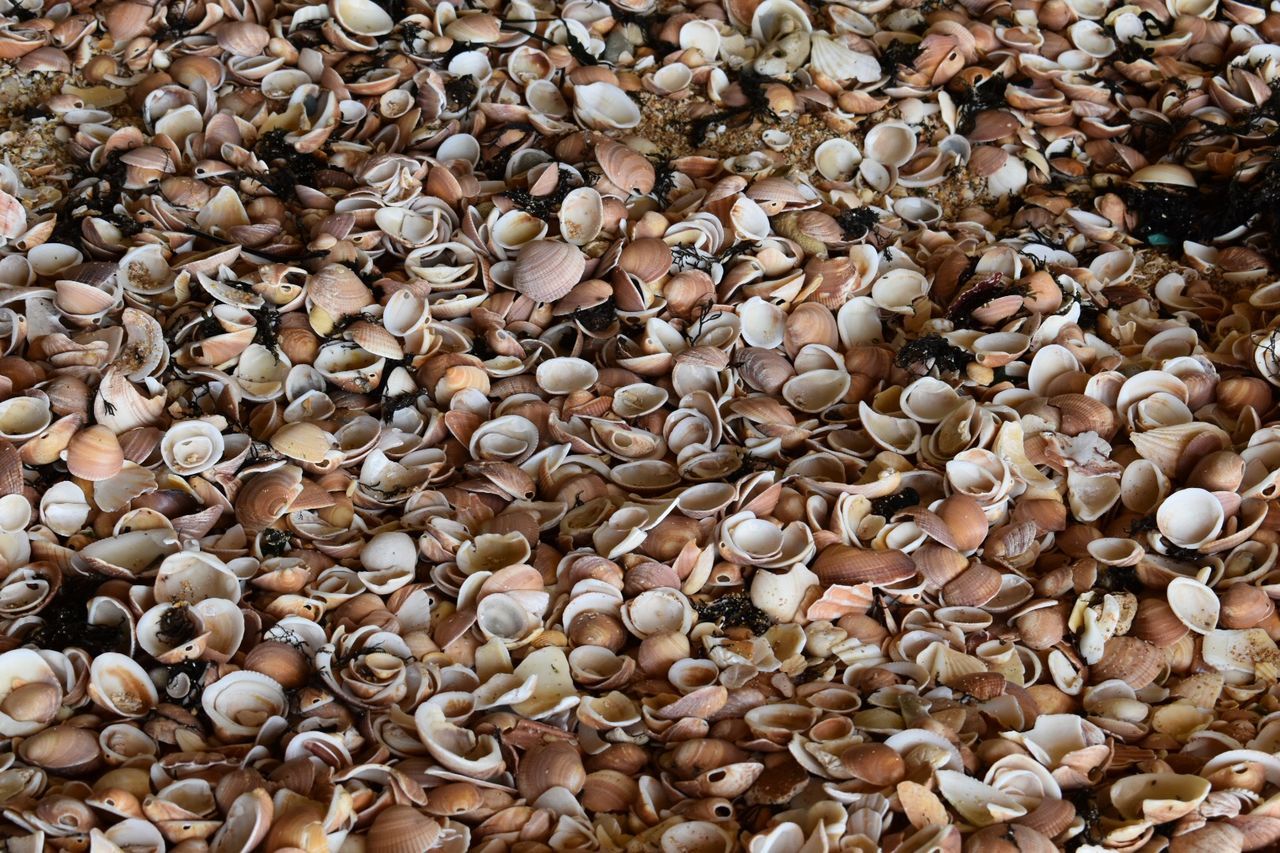 HIGH ANGLE VIEW OF SHELLS ON GROUND