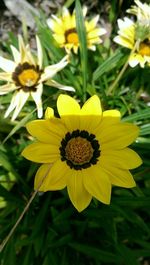 Close-up of yellow flower