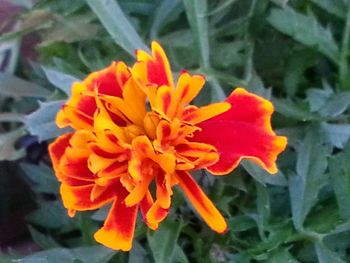 Close-up of yellow flower blooming outdoors