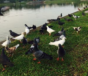 High angle view of birds in water