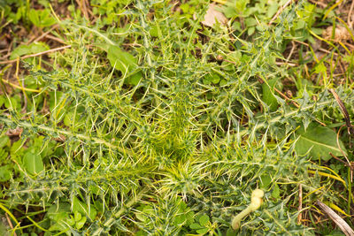 Full frame shot of plants growing in field