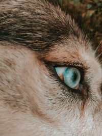 Blue eye dog